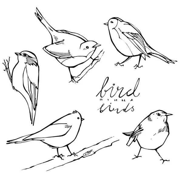 Uccelli grafici su sfondo bianco — Vettoriale Stock
