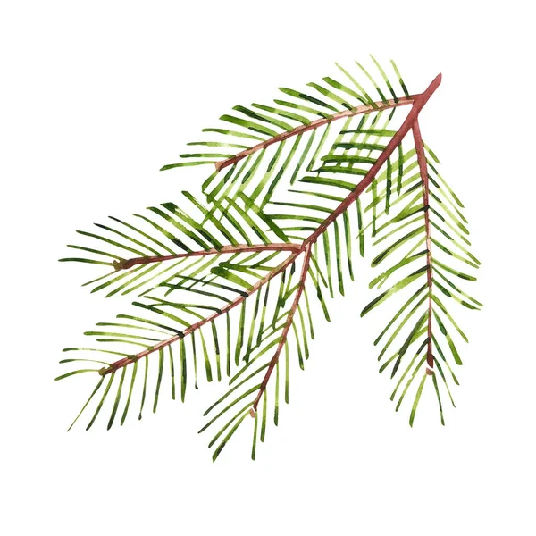 Watercolor Christmas tree branches. Hand painted texture with fir-needle natural elements isolated on white background. — Stock Photo, Image