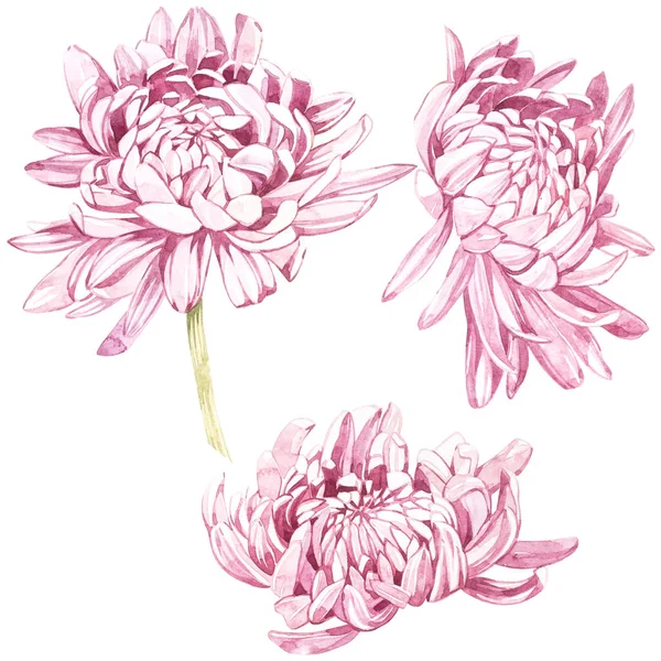 Zestaw ręcznie rysowane akwarela botanicznych ilustracji kwiatów chryzantemy. Element na projekt zaproszenia, plakaty filmowe, tkanin i innych przedmiotów. Na białym tle. — Zdjęcie stockowe