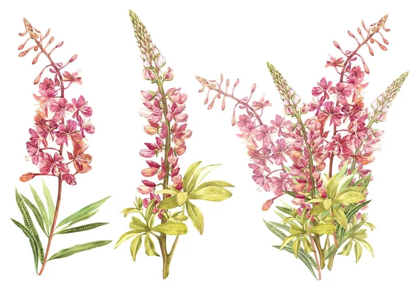 Willow nerb ve Lupine suluboya içinde Illustration. Çiçek çiçek kartı. Botanik illüstrasyon.