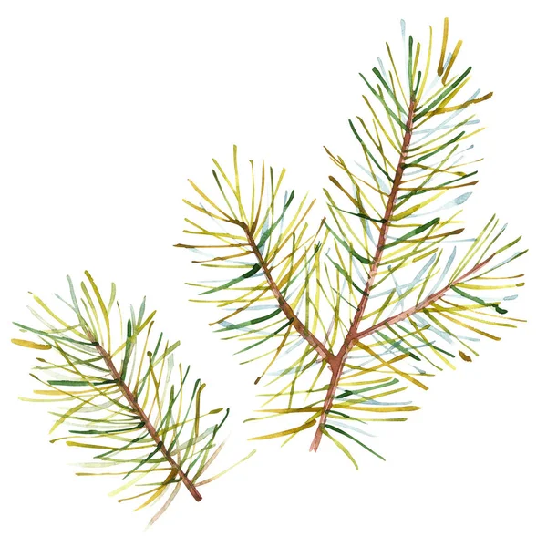 Watercolor Christmas tree branches. Hand painted texture with fir-needle natural elements isolated on white background. — Stock Photo, Image