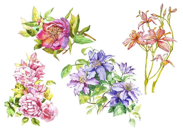 Big Set collection aquarelle avec des éléments végétaux - feuilles, fleurs. Illustration botanique isolée sur fond blanc. Nature florale . — Photo