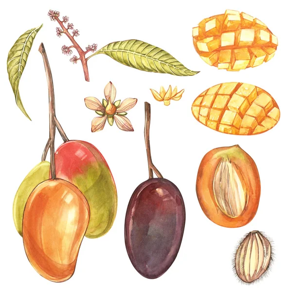 Conjunto de ilustração botânica aquarela. Manga Frutas e flores isoladas sobre fundo branco . — Fotografia de Stock
