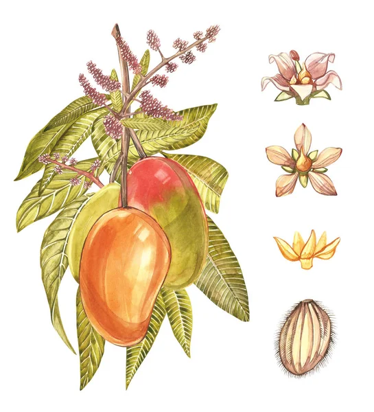 Mango albero modello di design vintage. Illustrazione botanica ad acquerello. Mango frutta isolata su sfondo bianco . — Foto Stock