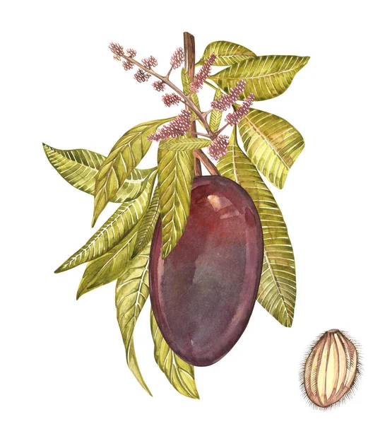 Mango tree vintage formgivningsmall. Akvarell botaniska illustration. Mango frukt isolerade på vit bakgrund. — Stockfoto