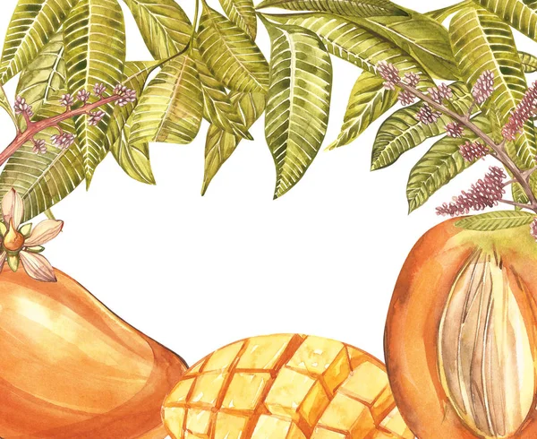 Mangó fa, virág, vintage design sablon. Botanikai akvarell illusztráció. Botanikai mango gyümölcs keret. Hely a szöveg. — Stock Fotó