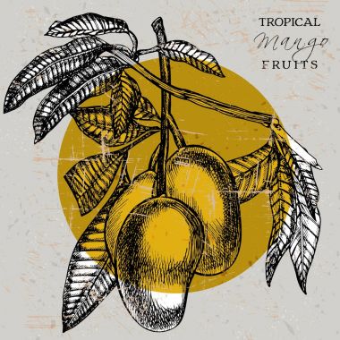 El ile meyve kart leafs mango ve mango dilimleri ve küpleri çekilmiş. Kroki stil vektör meyve çerçevesi. Organik gıda illüstrasyon.