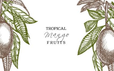 El ile meyve kart leafs mango ve mango dilimleri ve küpleri çekilmiş. Kroki stil vektör meyve çerçevesi. Organik gıda illüstrasyon.