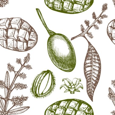 Mango ağacı vintage seamless modeli. Botanik mango meyve. Oyulmuş mango. Vektör çizim.