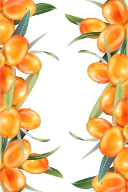 Deniz topalak üzerinde beyaz izole. Vektör çizim 3d tarzı. Tıbbi bitkiler, otlar gerçekçi görüntü kavramı. Sağlık, güzellik doğal ürünler paketi oluşturmak için tasarlanmış.