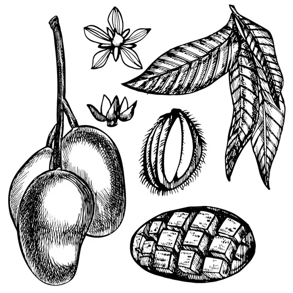 Mão frutas de manga desenhadas conjunto com folhas e fatias de manga e cubos. Desenho estilo vetor frutífera ilustração isolada sobre fundo branco. Alimentos biológicos . —  Vetores de Stock