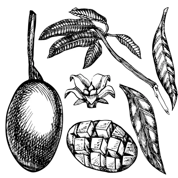 Hand getekend mango vruchten set met bladeren en mango plakjes en blokjes. Schets stijl vectorillustratie fruit geïsoleerd op een witte achtergrond. Biologisch voedsel. — Stockvector