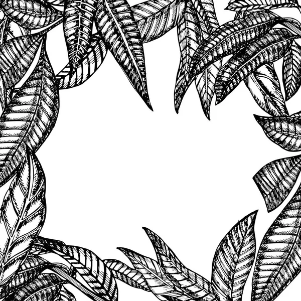 Frutos de mango elaborados a mano con hojas y rodajas de mango y cubos. Dibujo estilo vector fruta ilustración aislada sobre fondo blanco. Alimentos ecológicos . — Archivo Imágenes Vectoriales