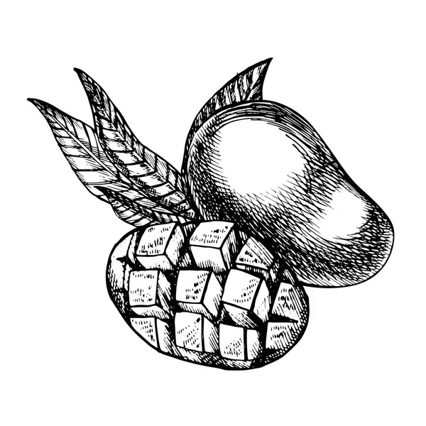 Mão frutas de manga desenhadas conjunto com folhas e fatias de manga e cubos. Desenho estilo vetor frutífera ilustração isolada sobre fundo branco. Alimentos biológicos . — Vetor de Stock
