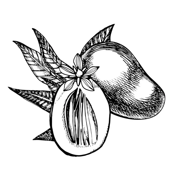 Frutos de mango elaborados a mano con hojas y rodajas de mango y cubos. Dibujo estilo vector fruta ilustración aislada sobre fondo blanco. Alimentos ecológicos . — Archivo Imágenes Vectoriales