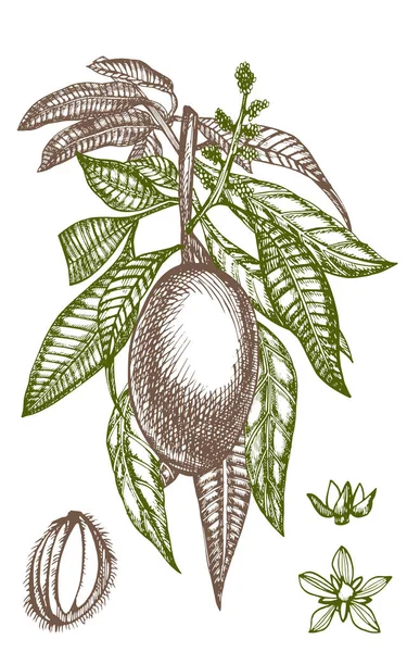 Plantilla de diseño vintage de árbol de mango. Fruta del mango botánico. Mango grabado. Ilustración vectorial . — Archivo Imágenes Vectoriales