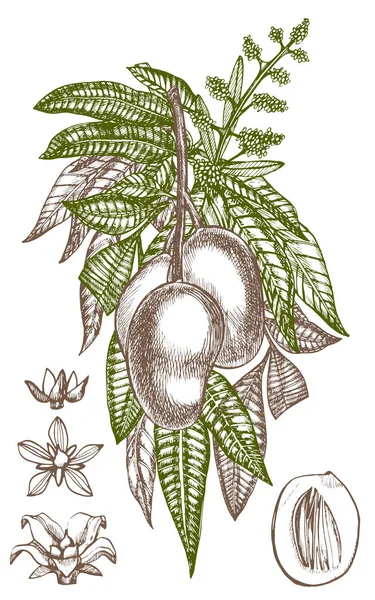 Mango ağacı vintage tasarım şablonu. Botanik mango meyve. Oyulmuş mango. Vektör çizim — Stok Vektör