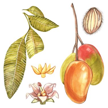 Suluboya botanik resimde kümesi. Mango meyve ve çiçek beyaz arka plan üzerinde izole.