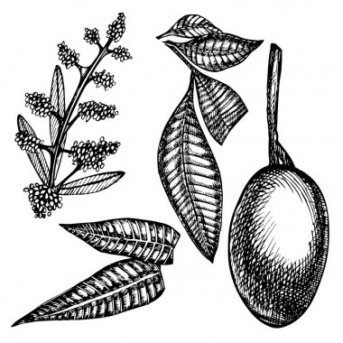 El ile ayarla meyve yapraklar mango ve mango dilimleri ve küpleri çekilmiş. Stil vektör meyve illüstrasyon izole beyaz zemin üzerine eskiz. Organik gıda.