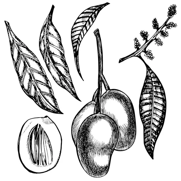 Hand getekend mango vruchten set met bladeren en mango plakjes en blokjes. Schets stijl vectorillustratie fruit geïsoleerd op een witte achtergrond. Biologisch voedsel. — Stockvector