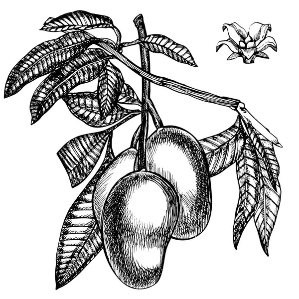 Frutti di mango disegnati a mano con foglie e fette di mango e cubetti. Illustrazione di frutta vettoriale in stile schizzo isolata su sfondo bianco. Alimenti biologici . — Vettoriale Stock