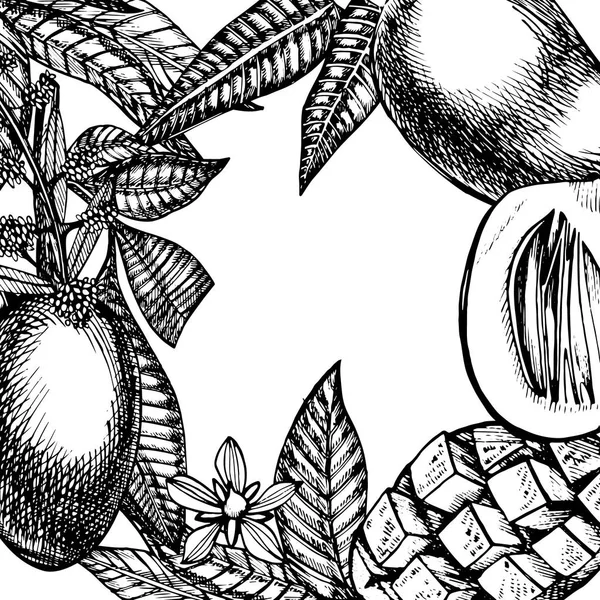 Hand getekend mango vruchten kaart met bladeren en mango plakjes en blokjes. Schets stijl vector fruit frame. Biologisch voedsel illustratie. — Stockvector