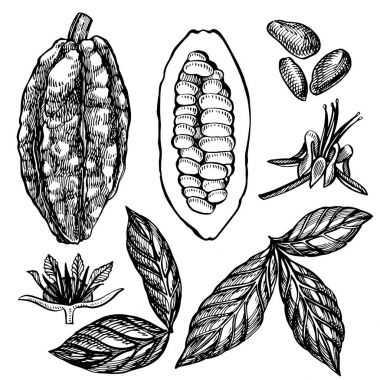 Kakao çekirdeği vektör çizim ayarlayın. Oyulmuş stil illüstrasyon. Kabataslak elle çizilmiş kakao çekirdekleri, ağaç, yapraklar ve dallar.