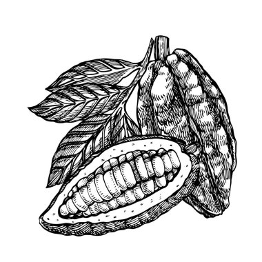 Çikolata kakao çekirdekleri illüstrasyon vektör. Oyulmuş stil illüstrasyon. Kabataslak elle çizilmiş kakao çekirdekleri, ağaç, yapraklar ve dallar.