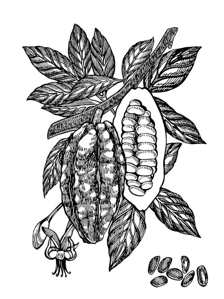 Ilustración del vector de granos de cacao de chocolate. Ilustración de estilo grabado. Frijoles, árboles, hojas y ramas de cacao dibujados a mano . — Vector de stock