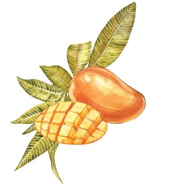 Suluboya botanik resimde kümesi. Mango meyve ve çiçek beyaz arka plan üzerinde izole.