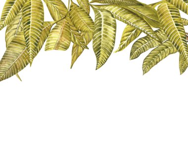 Mango ağacı, vintage tasarım şablonu çiçekler. Suluboya botanik illüstrasyon. Botanik mango meyve çerçeve. Metin için yer.