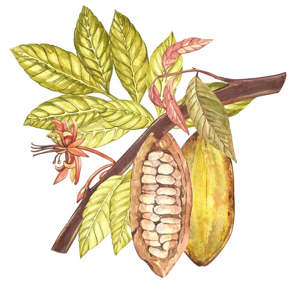 Serie di illustrazioni botaniche. Acquarello raccolta di cacao frutta isolato su sfondo bianco. Piante di cacao esotiche disegnate a mano — Foto Stock
