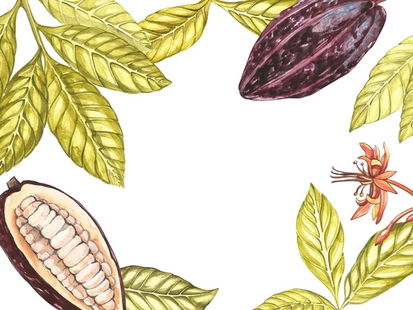 식물 그림의 집합입니다. 흰색 배경에 고립 수채화 코코아 과일 컬렉션입니다. 손으로 그린 카 카오 이국적인 식물. 식물 카 카오 콩 프레임입니다. 텍스트에 대 한 장소. — 스톡 사진