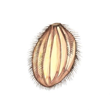 Mango kemik. Vintage tasarım şablonu. Suluboya botanik illüstrasyon. Beyaz arka plan üzerinde izole