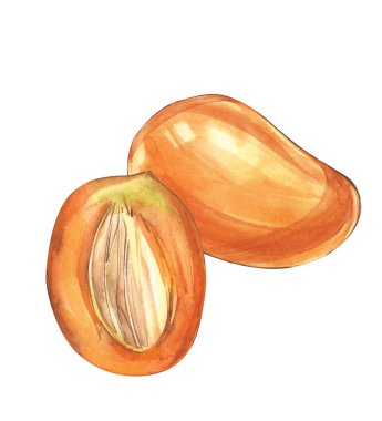 Mango küpleri vintage tasarım şablonu. Suluboya botanik illüstrasyon. Mango meyve izole beyaz arka plan üzerinde