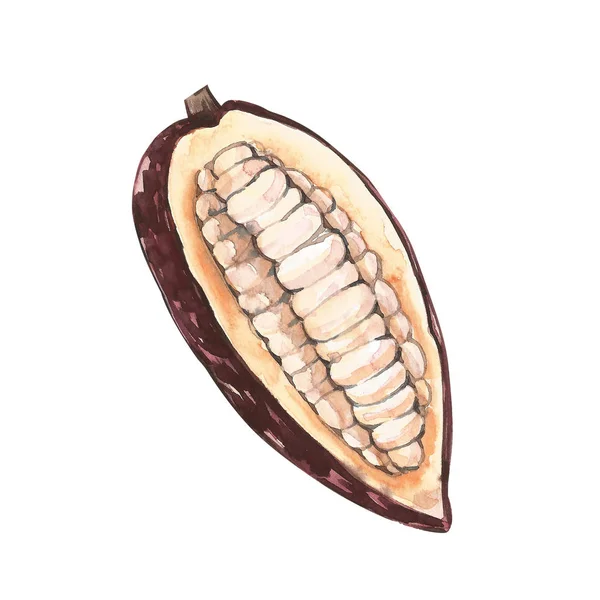 Conjunto de ilustración botánica. Colección de flores de cacao acuarela aislada sobre fondo blanco. Plantas de cacao exóticas dibujadas a mano — Foto de Stock