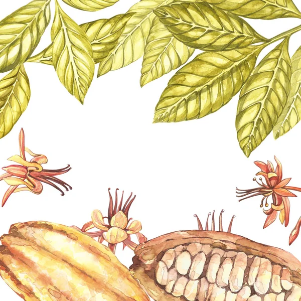 Botanikai illusztráció halmaza. Akvarell kakaó gyümölcs kollekció elszigetelt fehér background. Kézzel rajzolt cacao egzotikus növények. Botanikai kakaó bab keret. Hely a szöveg. — Stock Fotó