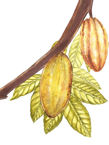 Set of botanical illustration. Watercolor cocoa fruit collection isolated on white background. Hand drawn exotic cacao plants. Botanical cacao bean frame. Place for text. — Stock Photo, Image