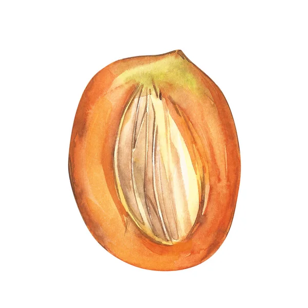 Mango kubussen vintage ontwerpsjabloon. Aquarel botanische illustratie. Mango vrucht geïsoleerd op witte achtergrond — Stockfoto