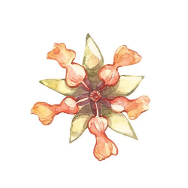 Botanik resimde kümesi. Beyaz arka plan üzerinde izole suluboya kakao çiçek koleksiyonu. Egzotik kakao bitkiler el çekilmiş