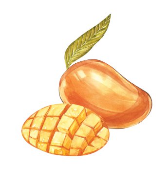 Mango küpleri vintage tasarım şablonu. Suluboya botanik illüstrasyon. Mango meyve izole beyaz arka plan üzerinde