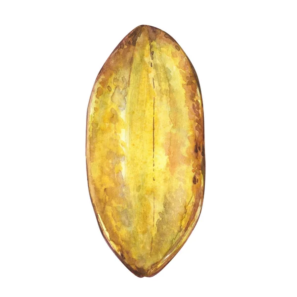Набор ботанических иллюстраций. Коллекция какао-бобов акварелью выделена на белом фоне. Экзотические растения какао — стоковое фото
