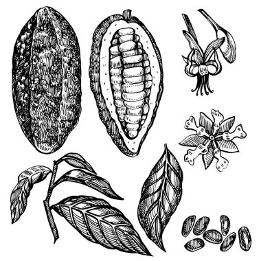 Kakao çekirdeği vektör çizim ayarlayın. Oyulmuş stil illüstrasyon. Kabataslak elle çizilmiş kakao çekirdekleri, ağaç, yapraklar ve dallar.