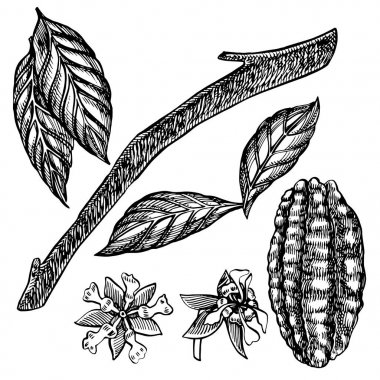 Kakao çekirdeği vektör çizim ayarlayın. Oyulmuş stil illüstrasyon. Kabataslak elle çizilmiş kakao çekirdekleri, ağaç, yapraklar ve dallar.