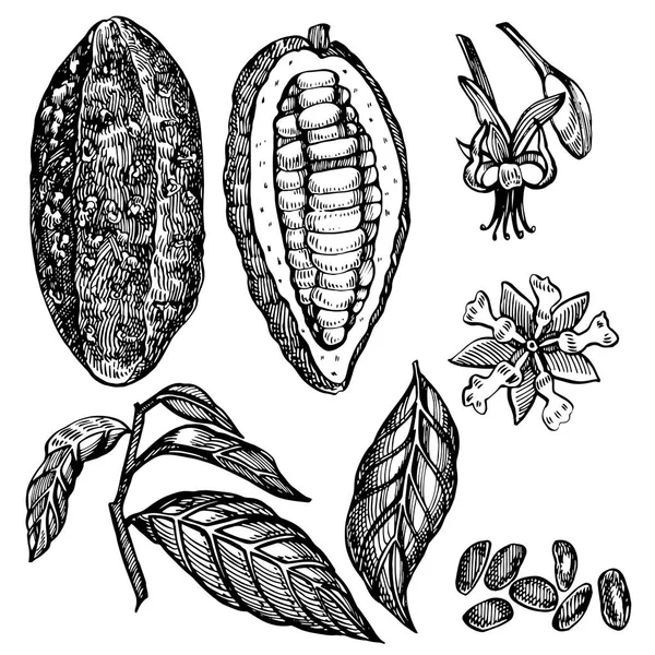 Conjunto de grãos de cacau ilustração vetorial. Ilustração em estilo gravado. Feijão de cacau desenhado à mão, árvore, folhas e ramos . —  Vetores de Stock