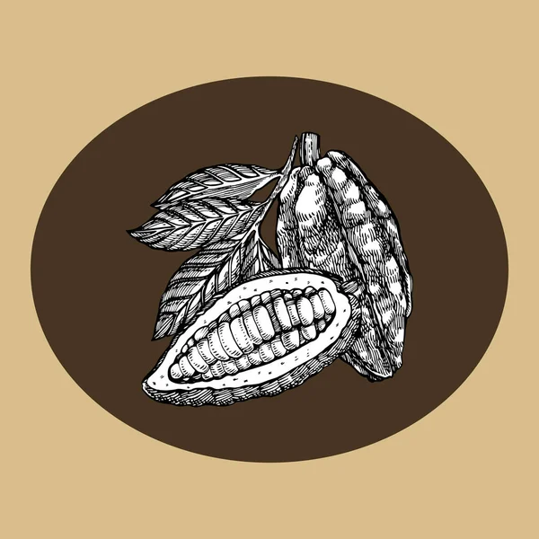 Choklad Kakao bönor vektor illustration. Graverade stil illustration. Skissade handritad kakaobönor, träd, blad och grenar. — Stock vektor