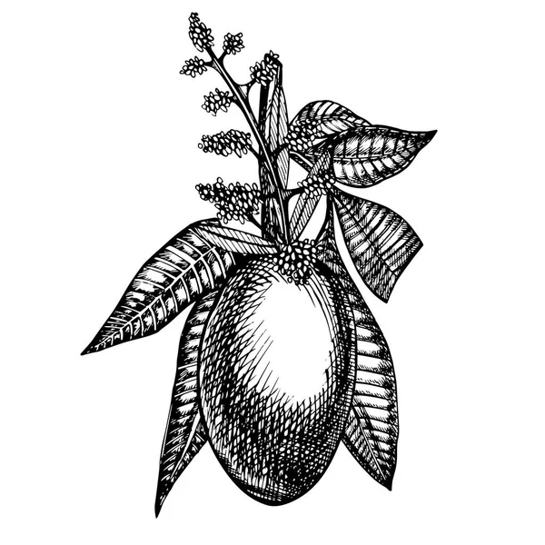 Hand getekend mango vruchten set met bladeren en mango plakjes en blokjes. Schets stijl vectorillustratie fruit geïsoleerd op een witte achtergrond. Biologisch voedsel. — Stockvector