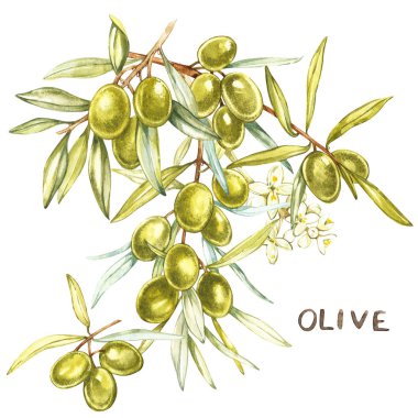 Sulu, olgun yeşil zeytin ve beyaz zemin üzerine çiçek dalı. Botanik gösterim amacıyla ambalaj tasarımı. Mektup-zeytin.