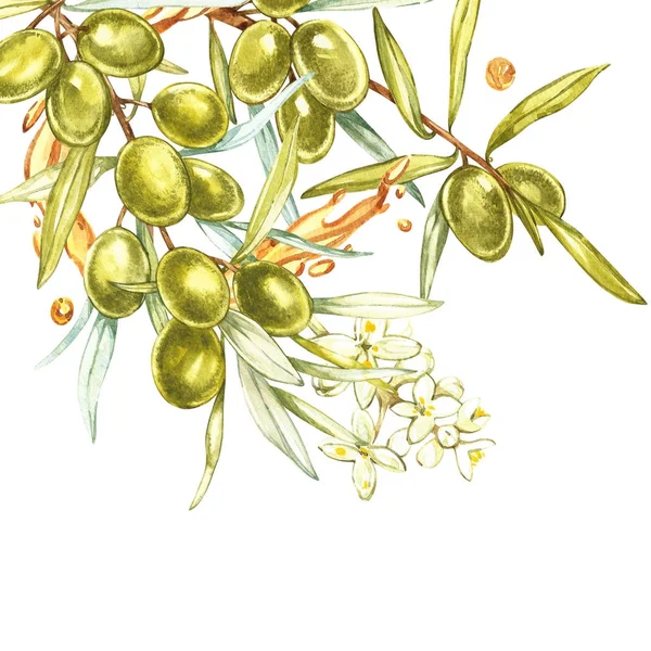 Banners con aceitunas maduras negras y verdes sobre fondo blanco. Diseño para aceite de oliva, embalaje de aceitunas, cosméticos naturales, productos para el cuidado de la salud. Con lugar para el texto . —  Fotos de Stock