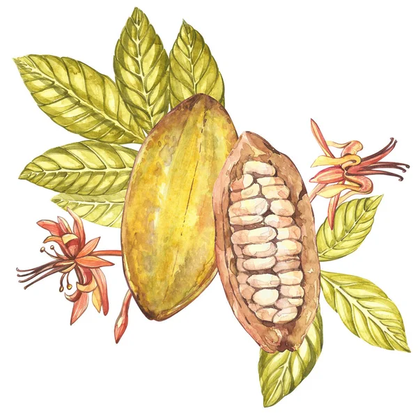 Ensemble d'illustrations botaniques. Aquarelle collection de fruits de cacao isolé sur fond blanc. Cacao exotique dessiné à la main — Photo